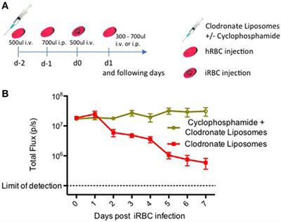 Plasmodium falciparum Liver Stage Infection and Transition to Stable Blood Stage Infection in Liver-Humanized and Blood-Humanized FRGN KO Mice Enables Testing of Blood Stage Inhibitory Antibodies (Reticulocyte-Binding Protein Homolog 5) In Vivo